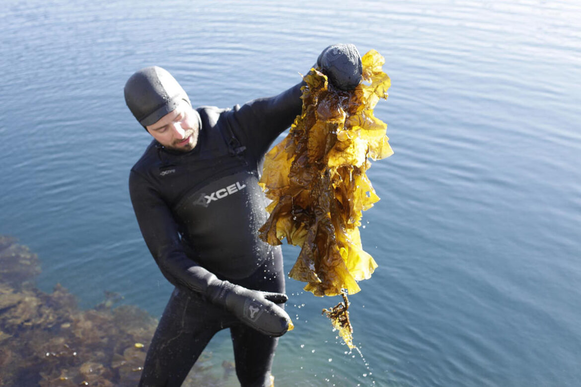 Harvesting sugar kelp