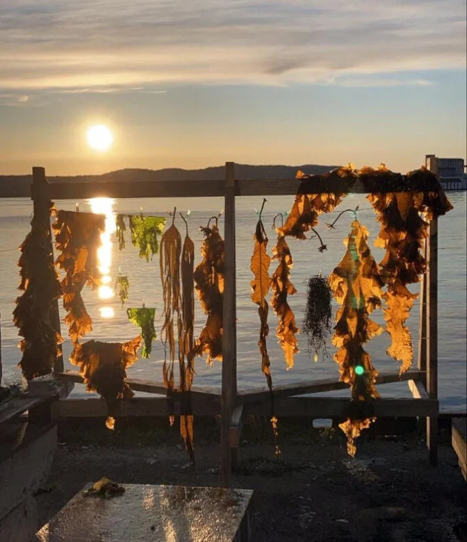 Drying different types of seaweed