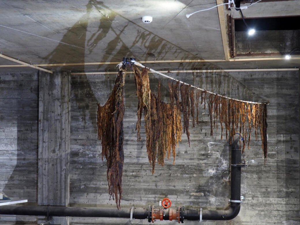 Exhibition photo: Farmed seaweed from Arctic seaweed AS