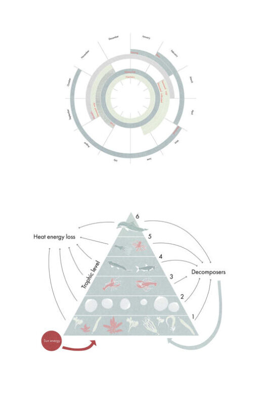 Seasonal resources and the marine food chain