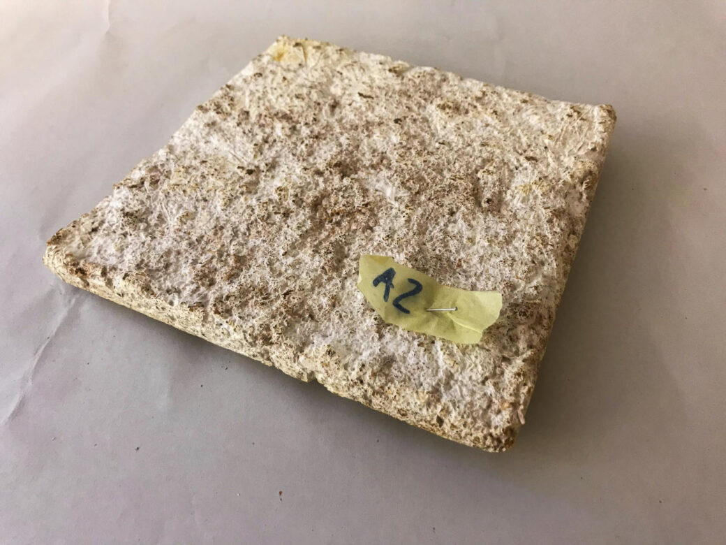 Mycelium acoustical plate made with spent mushroom substrate 1