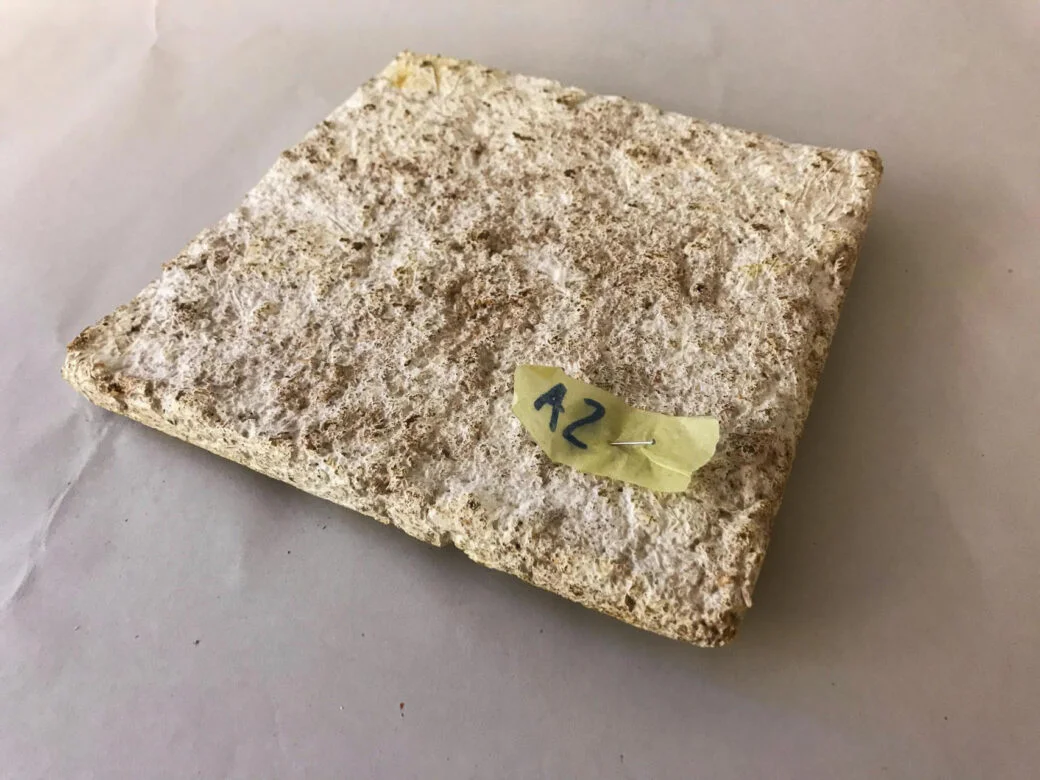 Mycelium acoustical plate made with spent mushroom substrate 1