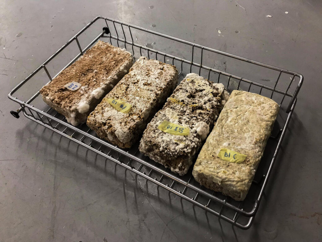 Mycelium brick experiments