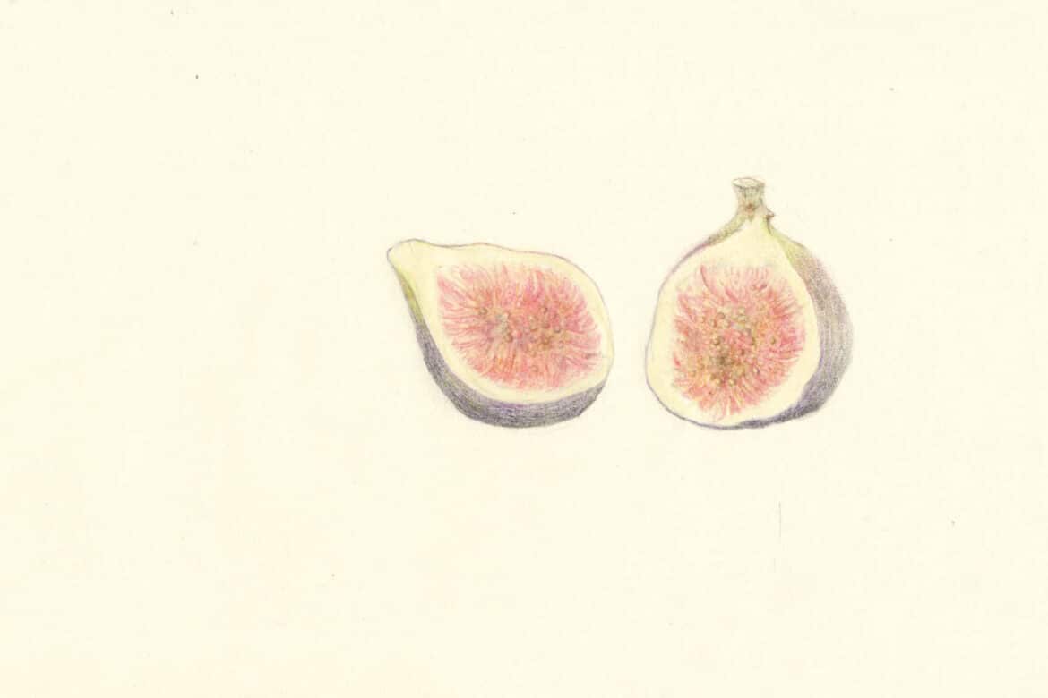 A moment. Fig as a memory of home