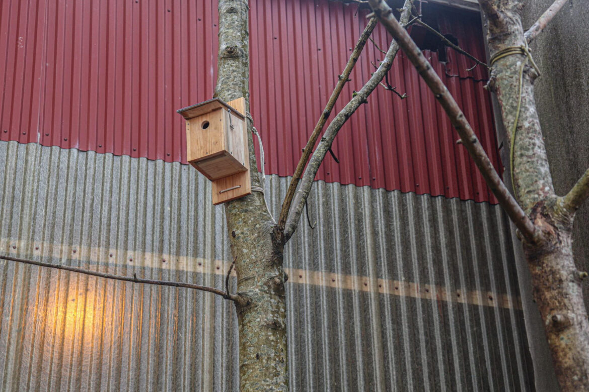 Birdbox for Sparrows