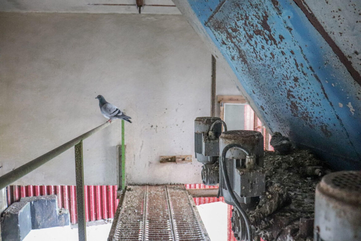 Pigeon nests in the old silo machinery